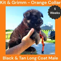 AKC Black & Tan Long Coat - KG Orange, a male German Shepherd Dog for sale in Princeville, IL – 5 of 8