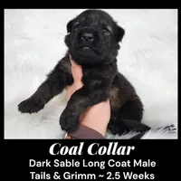 AKC D. Sable LH - TG Coal, a male German Shepherd Dog for sale in Princeville, IL – Photo 5 of 8