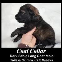 AKC D. Sable LH - TG Coal, a male German Shepherd Dog for sale in Princeville, IL – Photo 6 of 8