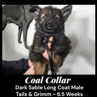 AKC D. Sable LH - TG Coal, a male German Shepherd Dog for sale in Princeville, IL – Photo 3 of 8