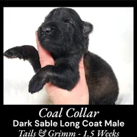 AKC D. Sable LH - TG Coal, a male German Shepherd Dog for sale in Princeville, IL – Photo 7 of 8