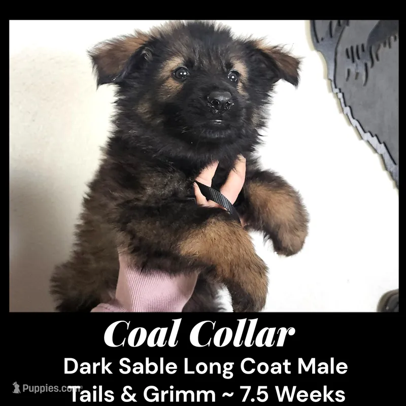 AKC D. Sable LH - TG Coal