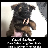 AKC D. Sable LH - TG Coal, a male German Shepherd Dog for sale in Princeville, IL – Photo 1 of 8
