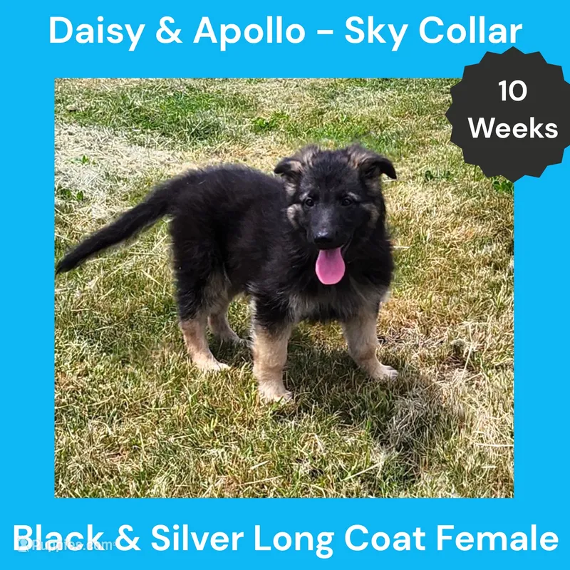 AKC Black&Silver LH - DA Sky – German Shepherd Dog puppy for sale in Princeville, IL