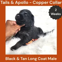 AKC Black & Tan Long Coat - TA Copper, a male German Shepherd Dog for sale in Princeville, IL – 2 of 3