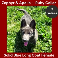 AKC Blue LH - ZA Ruby, a female German Shepherd Dog for sale in Princeville, IL – 4 of 10