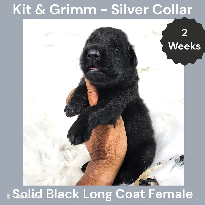 AKC Black Long Coat - KG Silver – German Shepherd Dog puppy for sale in Princeville, IL