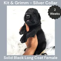 AKC Black Long Coat - KG Silver, a female German Shepherd Dog for sale in Princeville, IL – 1 of 3
