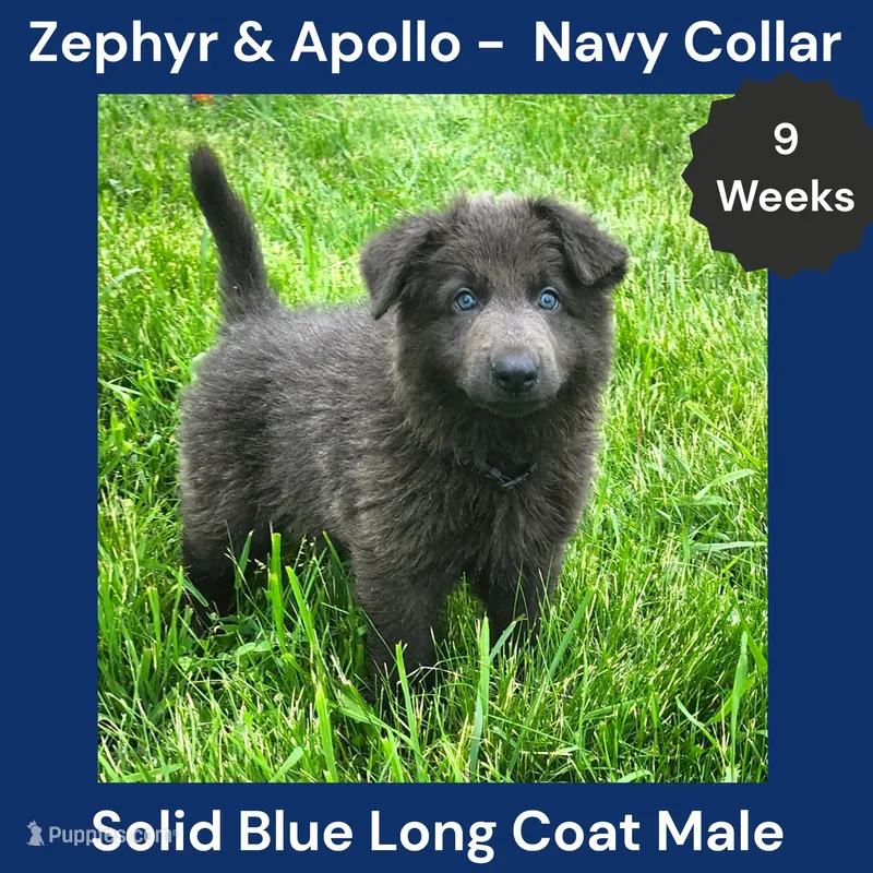 AKC Blue LH - ZA Navy – German Shepherd Dog puppy for sale in Princeville, IL