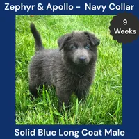 AKC Blue LH - ZA Navy, a male German Shepherd Dog for sale in Princeville, IL – 1 of 9