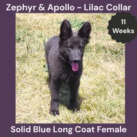AKC Blue LH - ZA Lilac , a female German Shepherd Dog for sale in Princeville, IL – 2 of 10