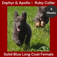 AKC Blue LH - ZA Ruby, a female German Shepherd Dog for sale in Princeville, IL – 3 of 10