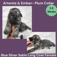 AKC Blue Silver Sable Long Coat - AE Plum, a female German Shepherd Dog for sale in Princeville, IL – 3 of 4