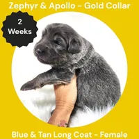 AKC Blue & Tan Long Coat - ZA Gold, a female German Shepherd Dog for sale in Princeville, IL – 2 of 3