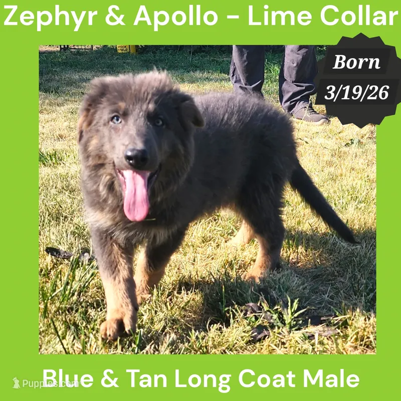 AKC Blue & Tan LH - ZA Lime – German Shepherd Dog puppy for sale in Princeville, IL