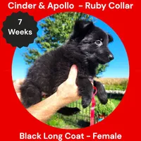 AKC Black Long Coat - CA Ruby, a female German Shepherd Dog for sale in Princeville, IL – 4 of 9