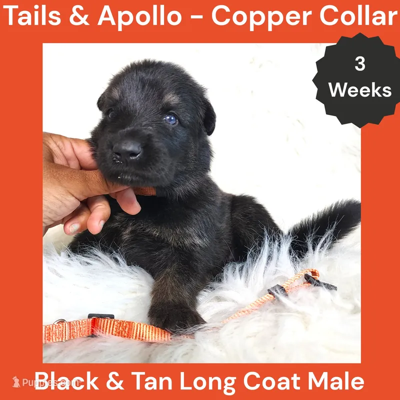 AKC Black & Tan Long Coat - TA Copper – German Shepherd Dog puppy for sale in Princeville, IL