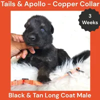 AKC Black & Tan Long Coat - TA Copper, a male German Shepherd Dog for sale in Princeville, IL – 6 of 9