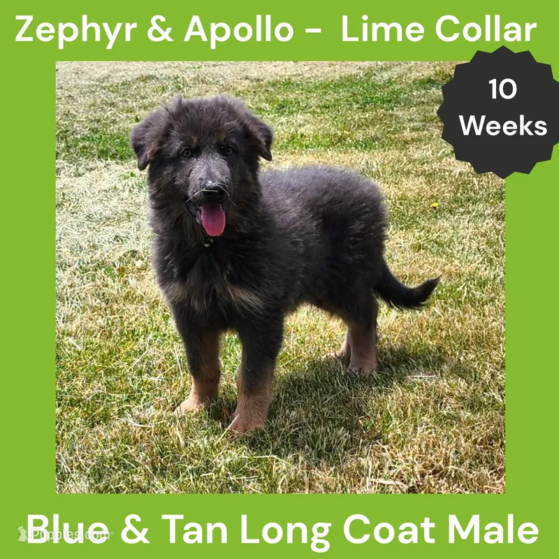 AKC Blue & Tan LH - ZA Lime – German Shepherd Dog puppy for sale in Princeville, IL