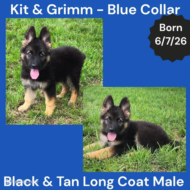 AKC Black & Tan Long Coat - KG Blue  – German Shepherd Dog puppy for sale in Princeville, IL