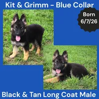 AKC Black & Tan Long Coat - KG Blue , a male German Shepherd Dog for sale in Princeville, IL – 1 of 9