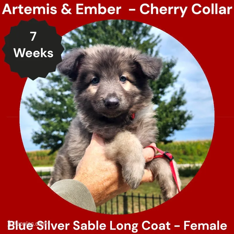 AKC Blue Silver Sable Long Coat - AE Cherry  – German Shepherd Dog puppy for sale in Princeville, IL