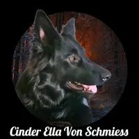 AKC Black LH - CR Purple, a female German Shepherd Dog for sale in Princeville, IL – Photo 3 of 4