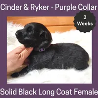 AKC Black LH - CR Purple, a female German Shepherd Dog for sale in Princeville, IL – Photo 2 of 4