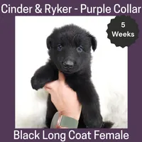 AKC Black LH - CR Purple, a female German Shepherd Dog for sale in Princeville, IL – Photo 2 of 6
