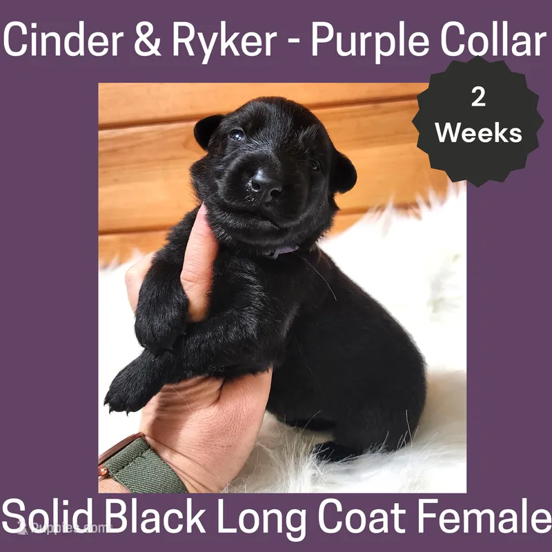 AKC Black LH - CR Purple – German Shepherd Dog puppy for sale in Princeville, IL