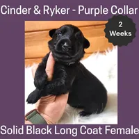 AKC Black LH - CR Purple, a female German Shepherd Dog for sale in Princeville, IL – Photo 1 of 4
