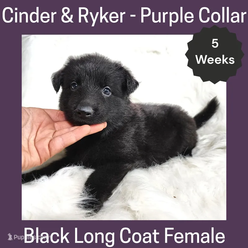 AKC Black LH - CR Purple – German Shepherd Dog puppy for sale in Princeville, IL