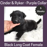 AKC Black LH - CR Purple, a female German Shepherd Dog for sale in Princeville, IL – Photo 1 of 6