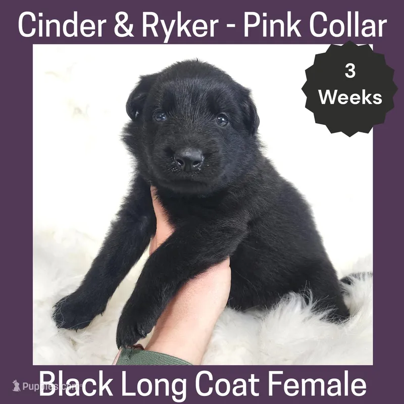 AKC Black LH - CR Purple – German Shepherd Dog puppy for sale in Princeville, IL