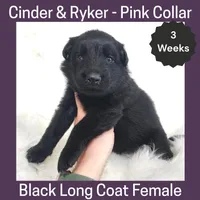 AKC Black LH - CR Purple, a female German Shepherd Dog for sale in Princeville, IL – Photo 4 of 6