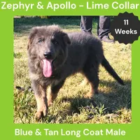 AKC Blue & Tan LH - ZA Lime, a male German Shepherd Dog for sale in Princeville, IL – 3 of 10