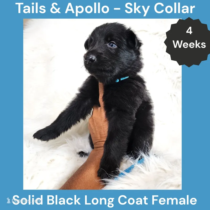 AKC Black Long Coat - TA Sky – German Shepherd Dog puppy for sale in Princeville, IL
