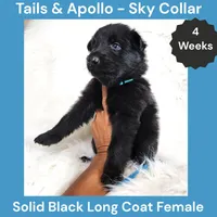 AKC Black Long Coat - TA Sky, a female German Shepherd Dog for sale in Princeville, IL – 5 of 8