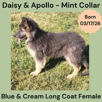 AKC Blue & Cream LH - DA Mint, a female German Shepherd Dog for sale in Princeville, IL – 1 of 10