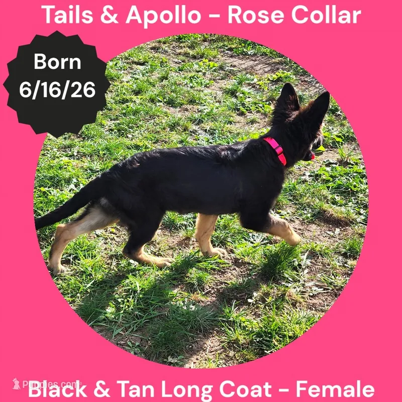 AKC Black & Tan Long Coat - TA Rose – German Shepherd Dog puppy for sale in Princeville, IL