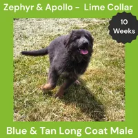 AKC Blue & Tan LH - ZA Lime, a male German Shepherd Dog for sale in Princeville, IL – 5 of 10