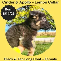 AKC Black & Tan Long Coat - CA Lemon, a female German Shepherd Dog for sale in Princeville, IL – 2 of 7