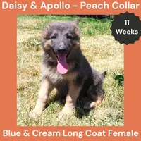 AKC Blue&Cream LH - DA Peach, a female German Shepherd Dog for sale in Princeville, IL – 2 of 8