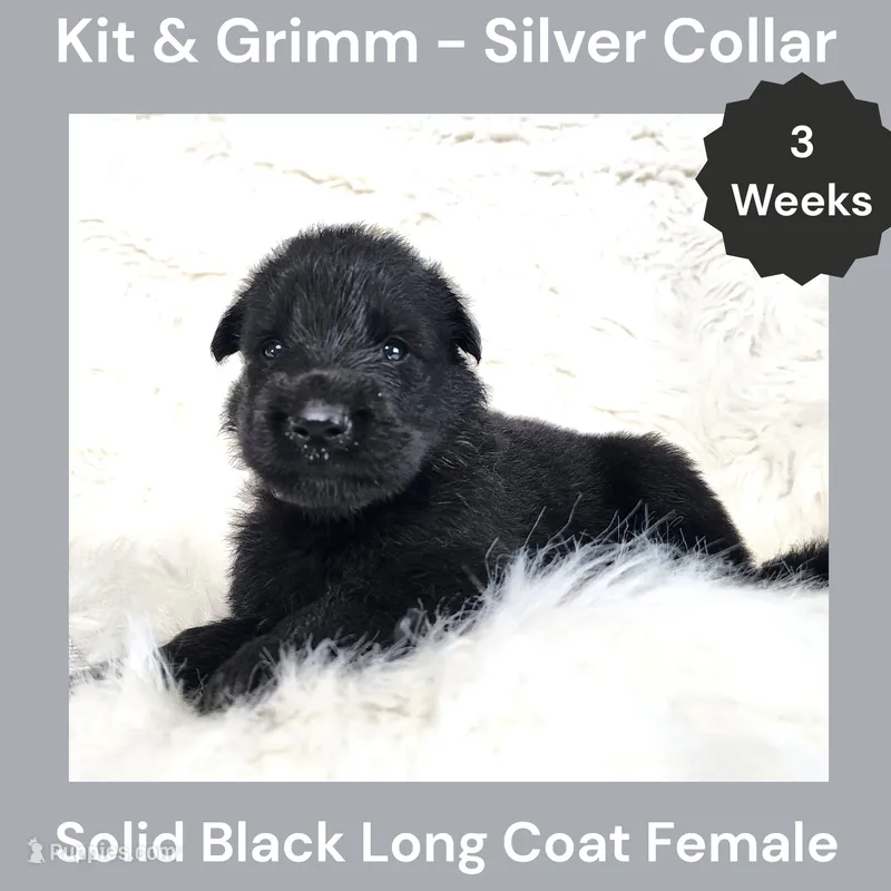 AKC Black Long Coat - KG Silver – German Shepherd Dog puppy for sale in Princeville, IL