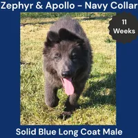 AKC Blue LH - ZA Navy, a male German Shepherd Dog for sale in Princeville, IL – 2 of 10