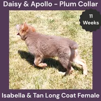 AKC Isabella&tan LH - DA Plum, a female German Shepherd Dog for sale in Princeville, IL – 2 of 9