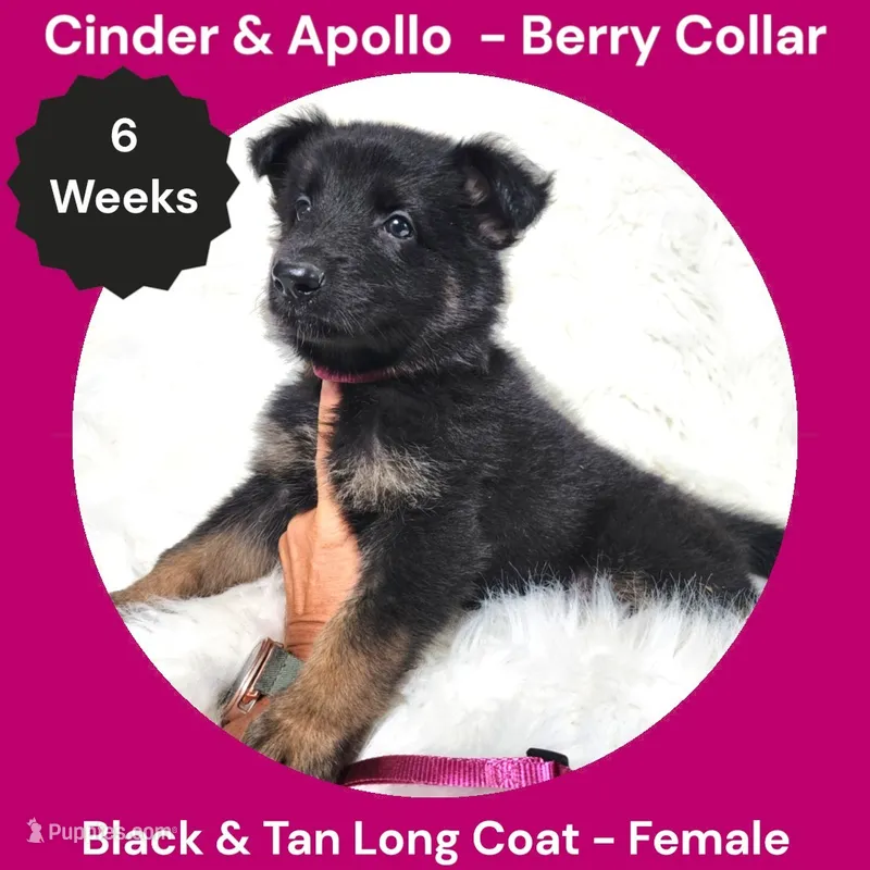 AKC Black & Tan Long Coat - CA Berry – German Shepherd Dog puppy for sale in Princeville, IL