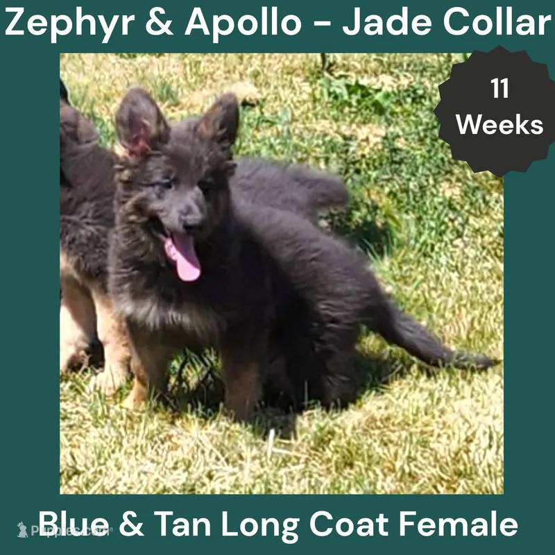 AKC Blue & Tan LH - ZA Jade  – German Shepherd Dog puppy for sale in Princeville, IL