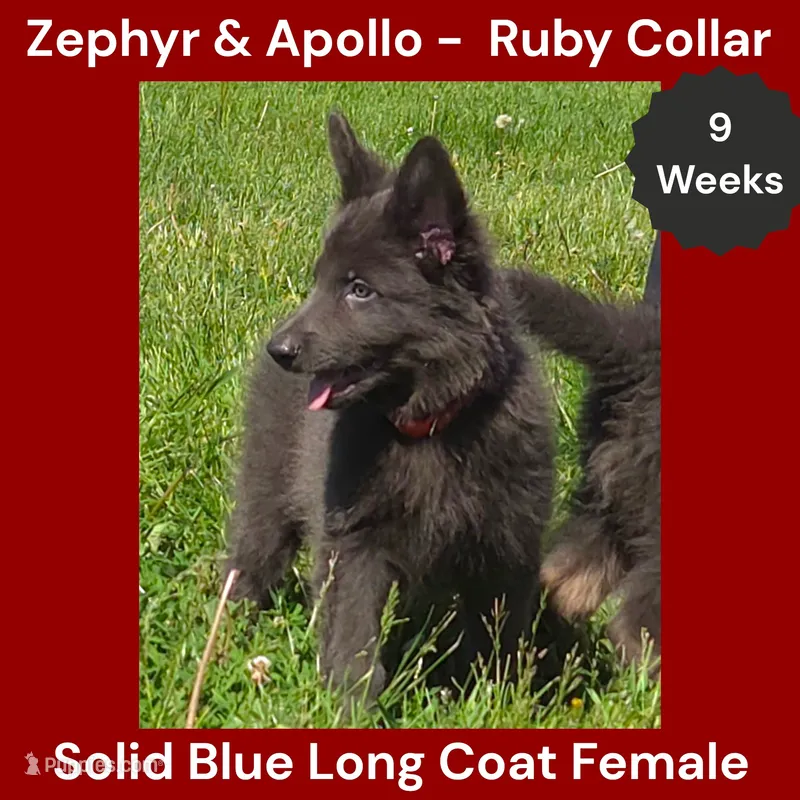 AKC Blue LH - ZA Ruby – German Shepherd Dog puppy for sale in Princeville, IL