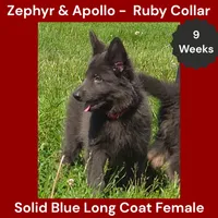AKC Blue LH - ZA Ruby, a female German Shepherd Dog for sale in Princeville, IL – 1 of 10